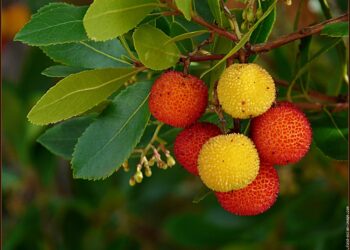 Est-ce que le fruit de l'arbousier est comestible ?