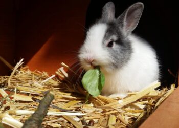 Est-ce que le lapin mange de la ciboulette ?