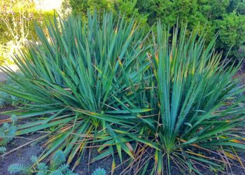 Est-ce que le yucca craint le froid ?