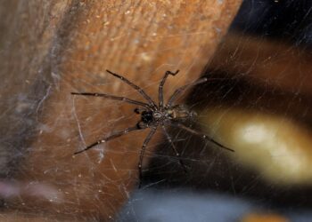 Est-ce que les araignées de maison piquent ?