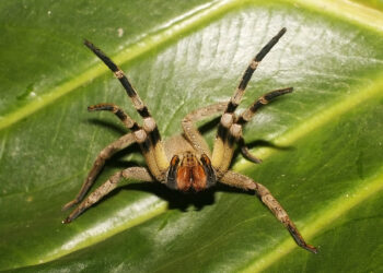 Est-ce que les araignées viennent sur nous la nuit ?