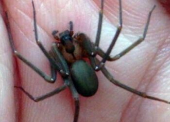 Est-ce que les araignées vont dans les lits ?