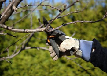 Est-ce que les arbres repoussent ?