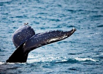 Est-ce que les baleines ont un pénis ?