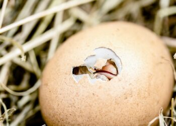 Est-ce que les baleines pondent des œufs ?