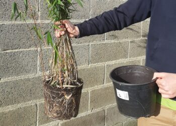 Est-ce que les bambou pousse vite ?