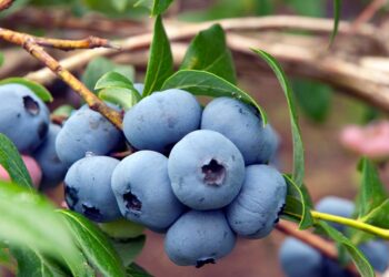 Est-ce que les bleuets sont vivaces ?