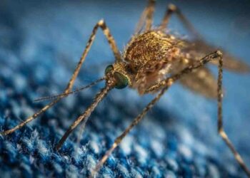 Est-ce que les bougies attirent les moustiques ?