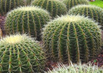 Est-ce que les cactus gèlent ?