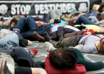 Est-ce que les coquelicots sont toxique ?