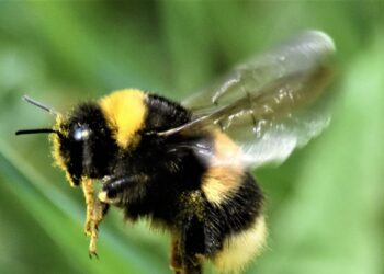 Est-ce que les faucheuses piquent ?
