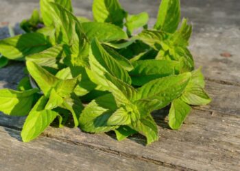 Est-ce que les feuilles de menthe se mange ?
