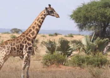 Est-ce que les girafes ont des prédateurs ?