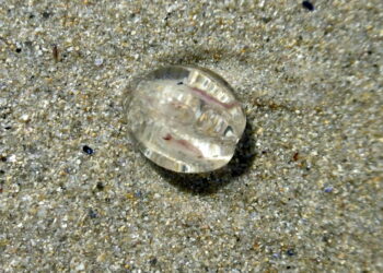 Est-ce que les petites méduses piquent ?