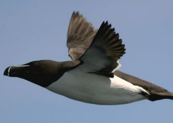 Est-ce que les pingouins sont des mammifères ?