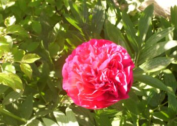 Est-ce que les pivoines fleurissent plusieurs fois ?