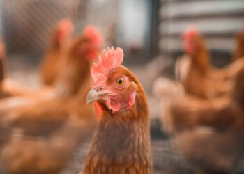 Est-ce que les poules ont froid ?