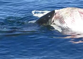 Est-ce que les requin mange les baleine ?