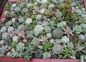 Est-ce que les succulentes craignent le gel ?