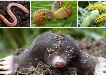 Est-ce que les taupes mangent les racines ?