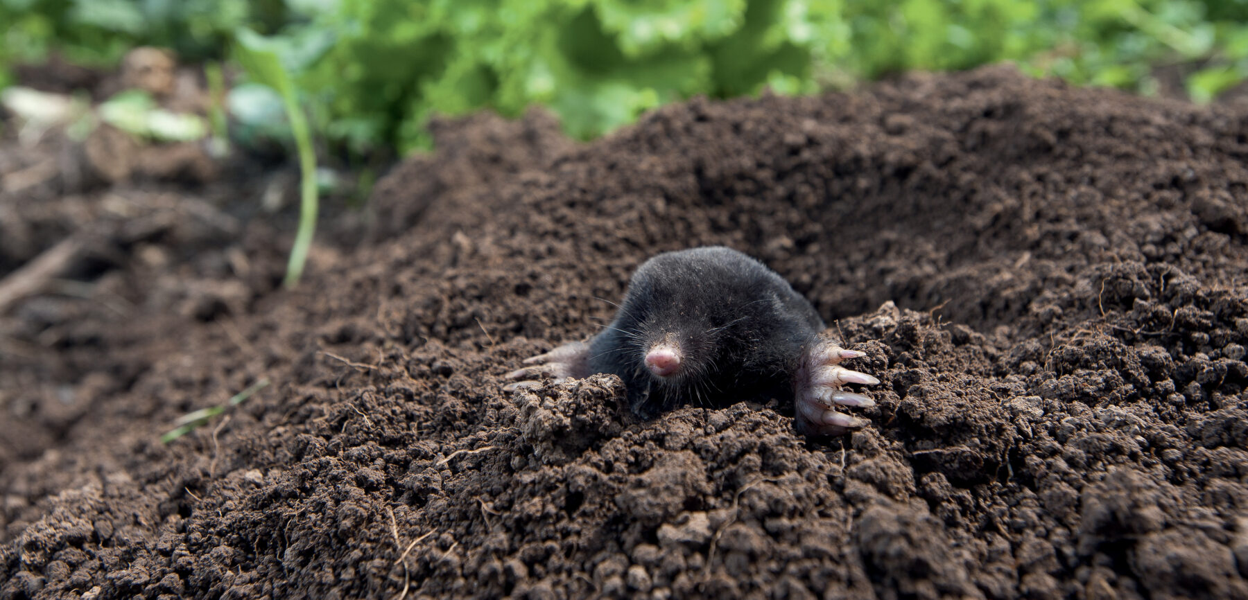 Estce que les taupes sortent la