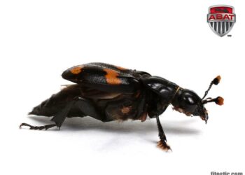 Est-ce que les thrips piquent ?