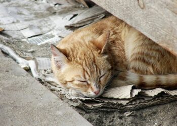 Est-ce que les vers des chats sont contagieux ?