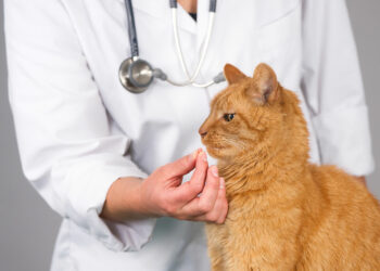 Est-ce que les vers peuvent tuer un chat ?