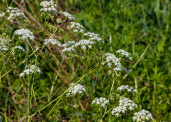 Est-ce que l'eucalyptus est toxique ?