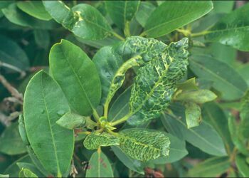 Est-ce que l'euphorbe craint le gel ?