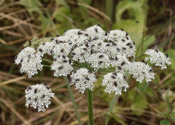 Est-ce que l'euphorbe est toxique ?