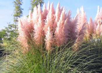 Est-ce que l'herbe de la pampa pousse vite ?