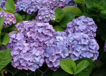 Est-ce que l'hortensia aime le soleil ?