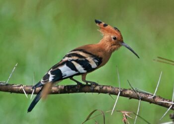Est-ce que l'ibis est un oiseau migrateur ?