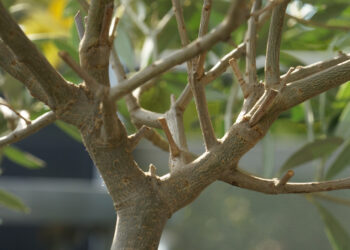 Est-ce que l'olivier peut vivre en intérieur ?