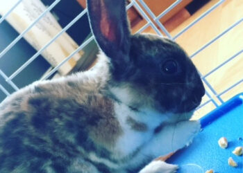 Est-ce que l'on peut laver un lapin nain ?