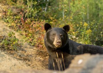 Est-ce que l'ours noir est dangereux ?