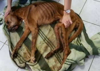 Est-ce que tous les animaux ont un cœur ?