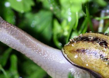 Est-ce que tous les escargots sont comestibles ?