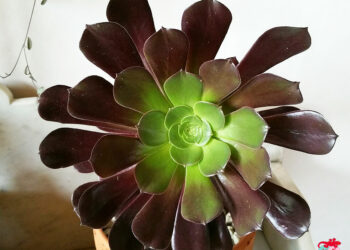 Est-ce que toutes les succulentes fleurissent ?