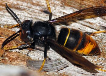 Est-ce que un frelon noir est dangereux ?