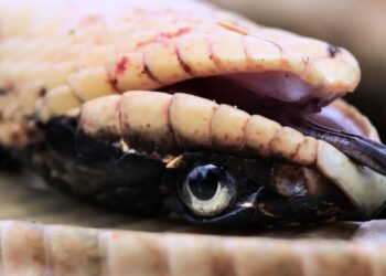 Est-ce que un serpent c'est gentil ?