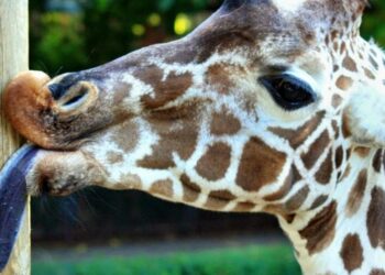 Est-ce que une girafe c'est dangereux ?