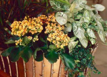 Est-ce qu'il faut couper les fleurs de la menthe ?