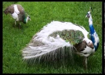 Est-ce qu'on peut acheter un paon ?