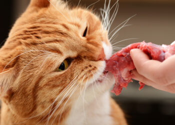 Est-ce qu'un chat peut mourir des vers ?