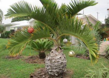 Est-ce qu'un palmier peut rester en pot ?