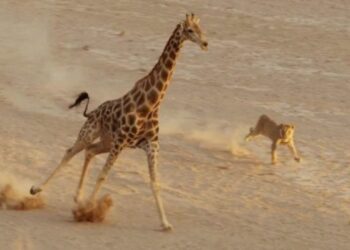 Est-ce qu'une girafe court vite ?