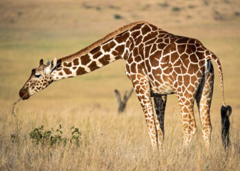 Est-ce qu'une girafe saute ?