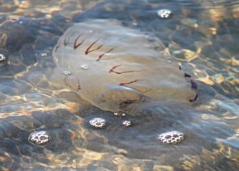 Est-ce qu'une méduse morte peut piquer ?
